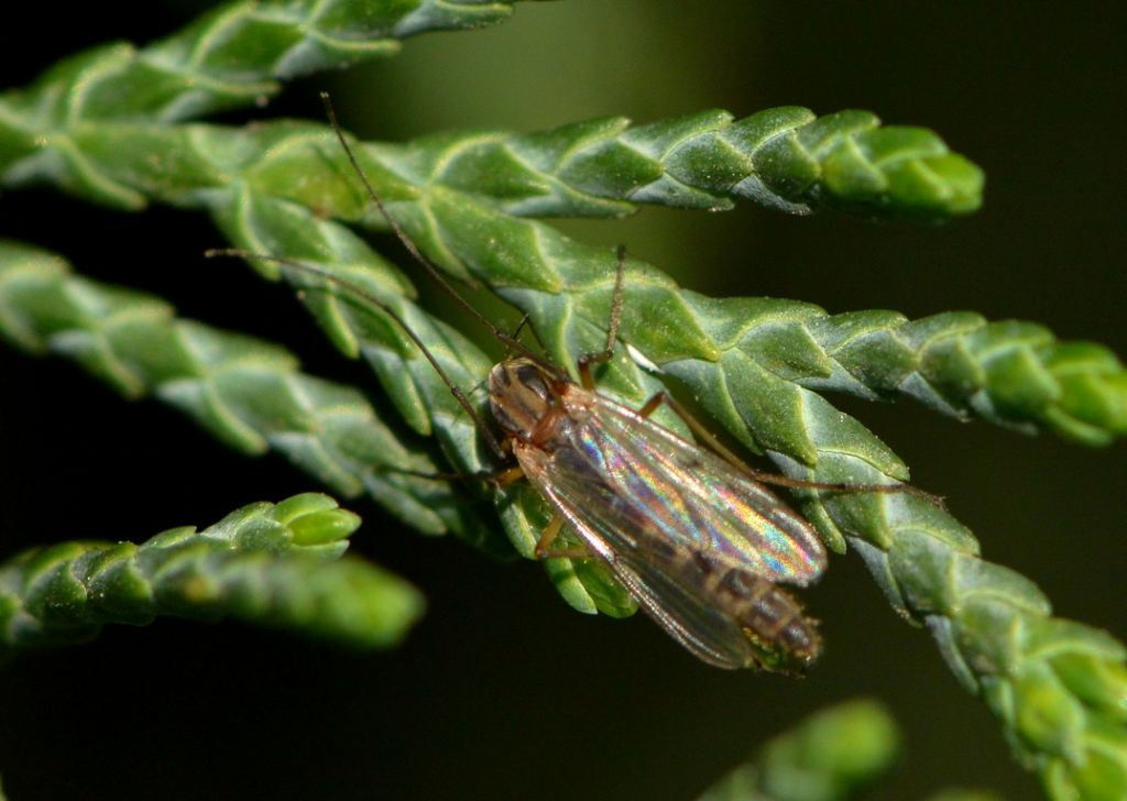 Empididae?  No, Chironomidae, femmina