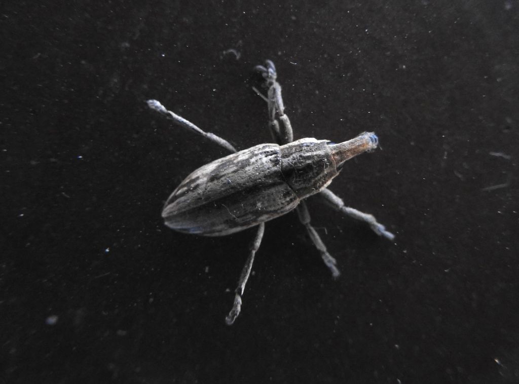 Curculionidae: Mecaspis alternans