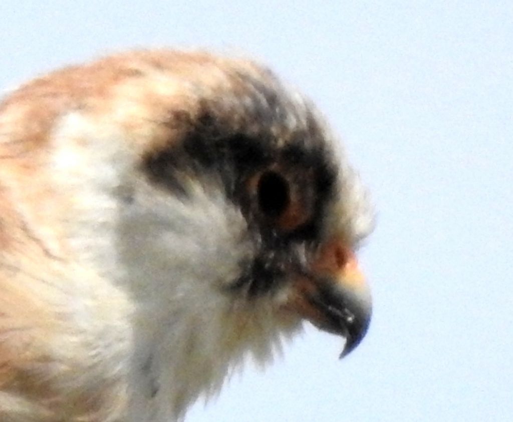 femmina di Falco cuculo (Falco vespertinus)  con Occhio malato