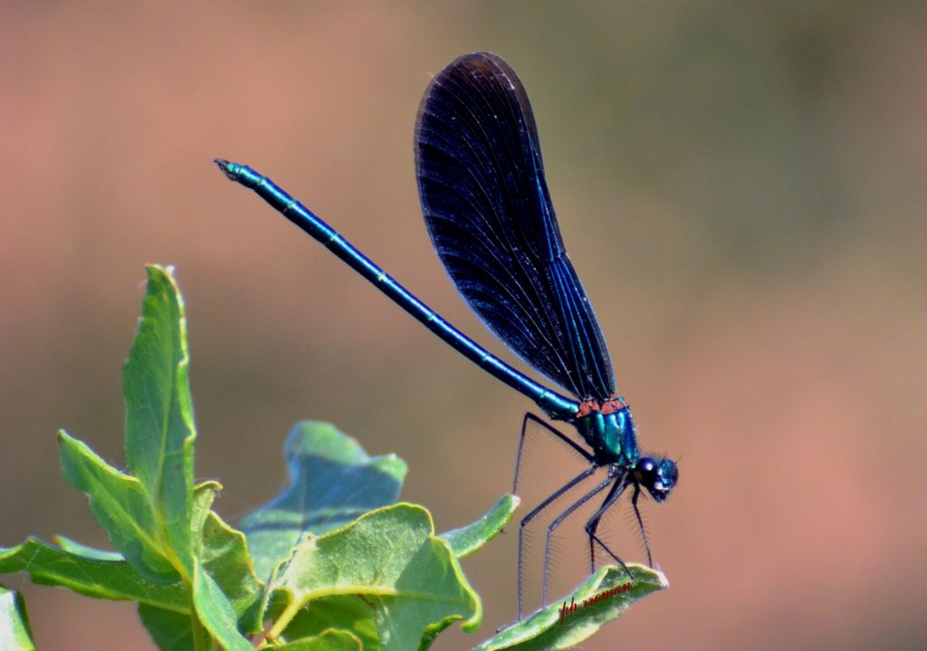 Calopteryx virgo, maschio
