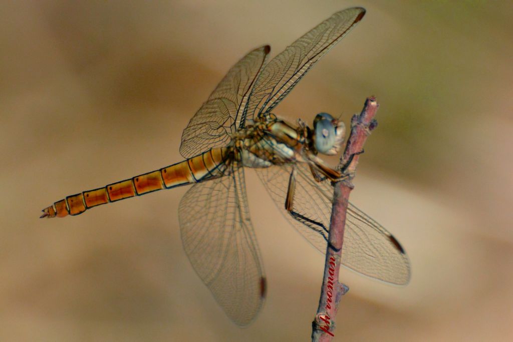 Sympetrum o Orthetrum?  Orthetrum brunneum, femmina