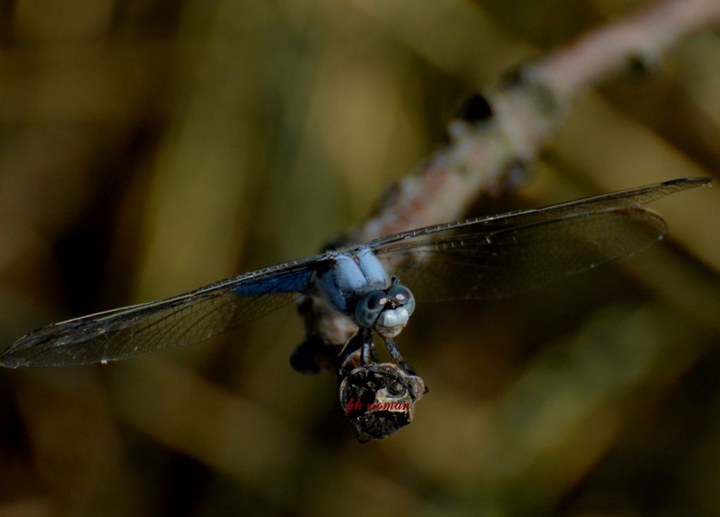 Maschio di Orthetrum coerulescens? no, Orthetrum brunneum