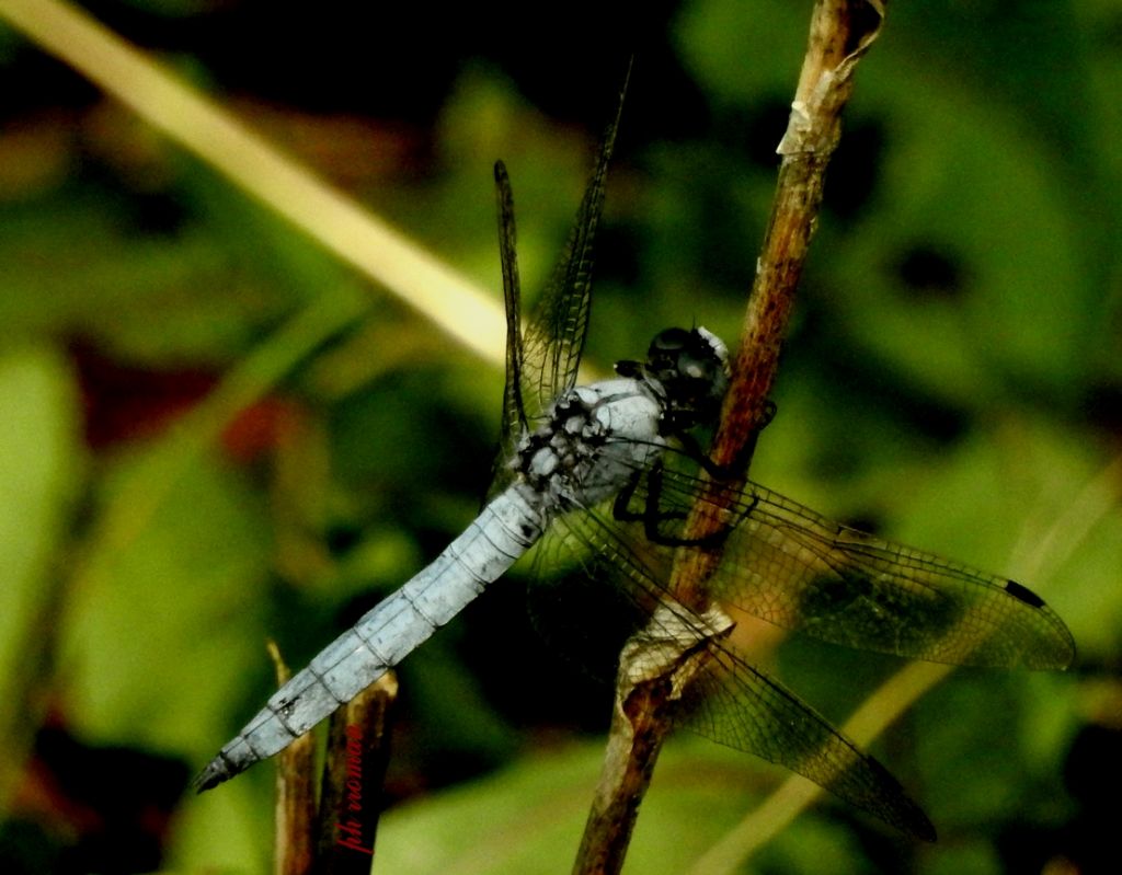 Aiuto ID: Orthetrum, brunneum e coerulescens