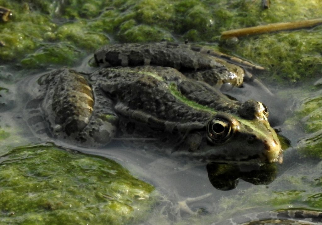 Rana lessonae? Pelophylax sp. (PC)