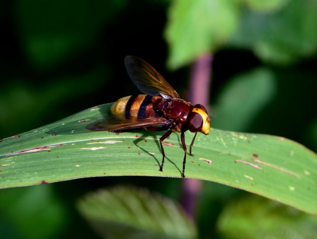 Che vespa ?   Nessuna vespa:  un dittero, Volucella zonaria