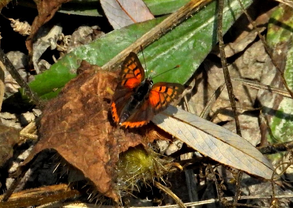 Lycaena phleas?  S !