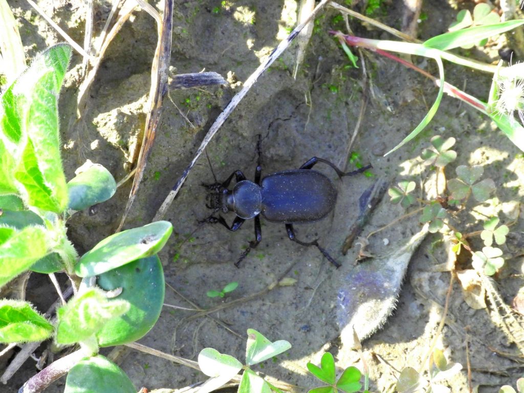 Aiuto ID: Calosoma (Campalita) maderae 