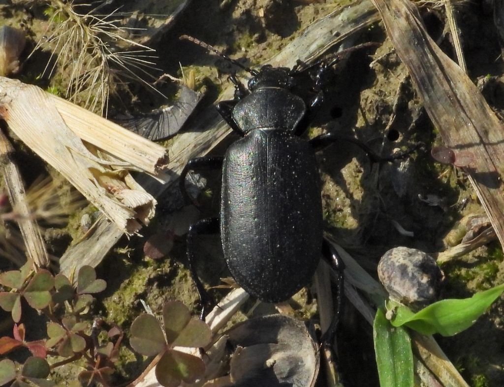 Aiuto ID: Calosoma (Campalita) maderae 