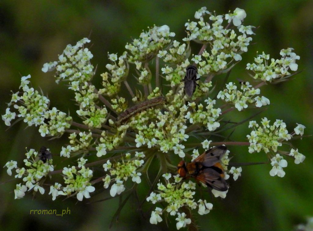 Su un fiore condominiale: Ectophasia sp;,  Stomorhina lunata (cfr.), ecc