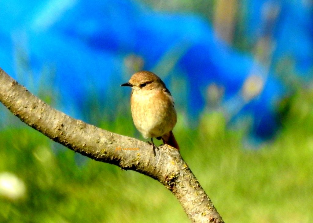 Codirosso comune (Phoenicurus phoenicurus), femmina