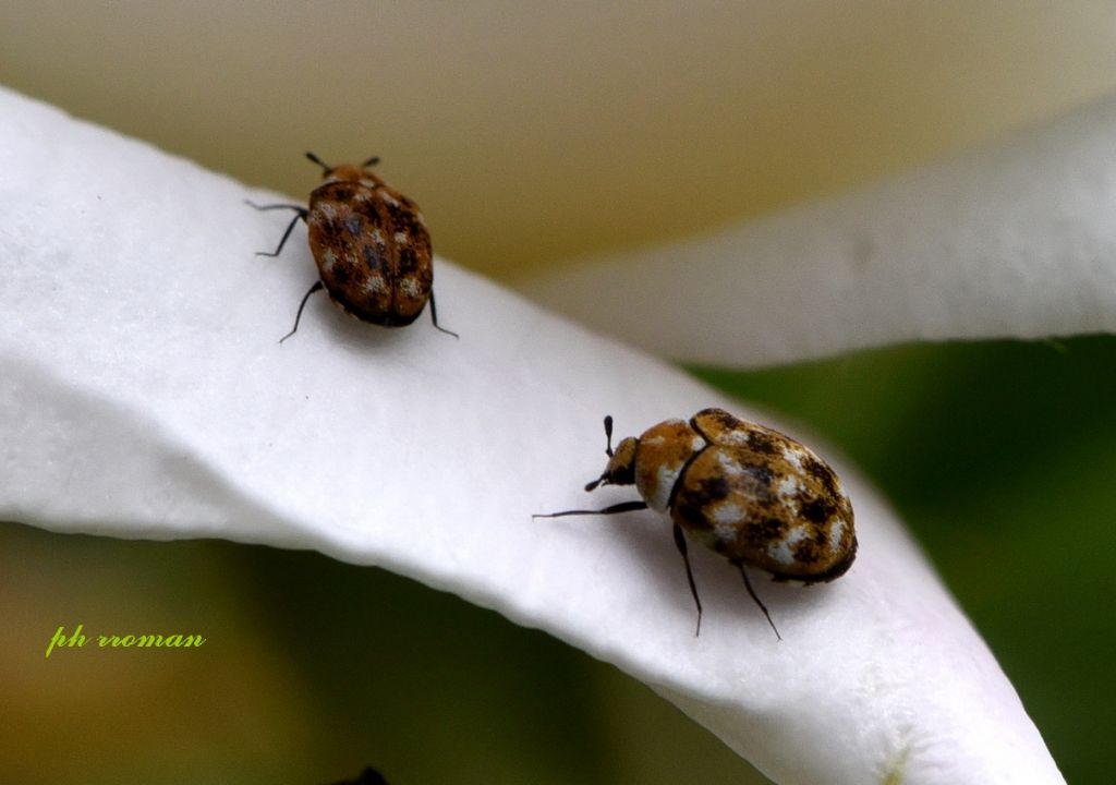 Dermestidae: adulti di Anthrenus verbasci