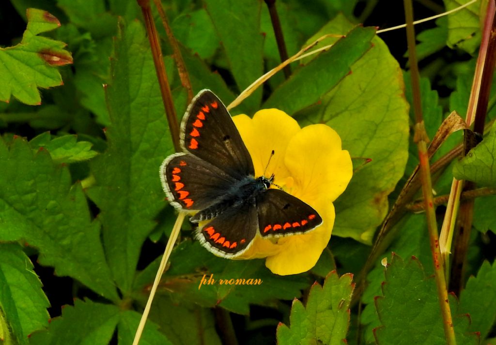 Aricia agestis  - Lycaenidae