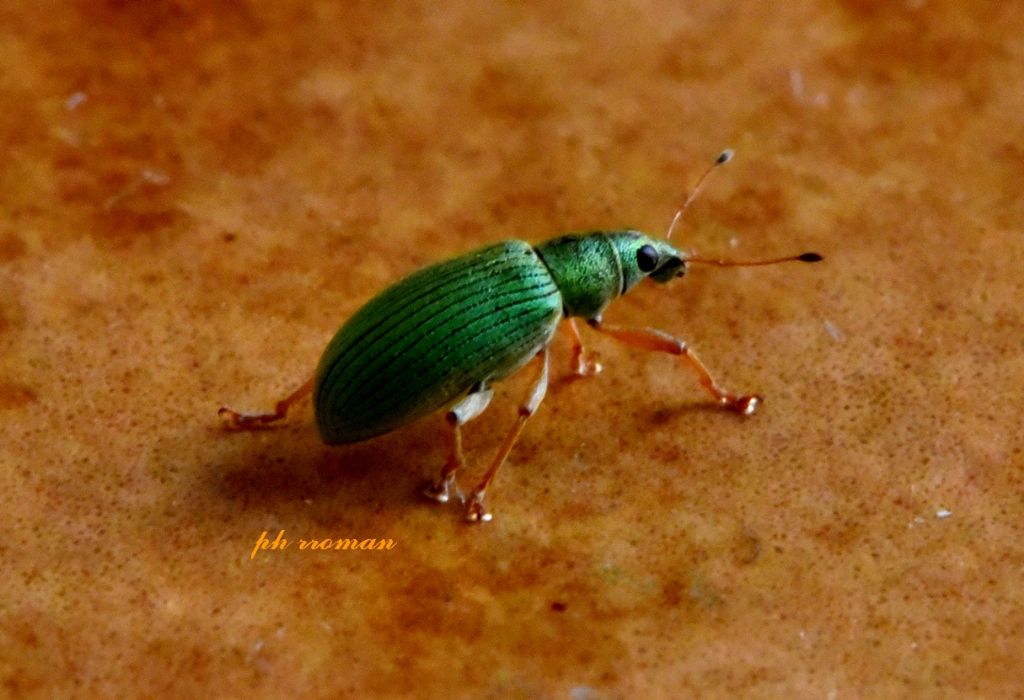 Curculionidae: ‎Phyllobius viridiaeris? No, Polydrusus formosus