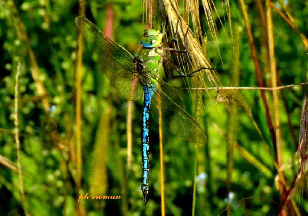 Aeshna cyanea, dubbio ID