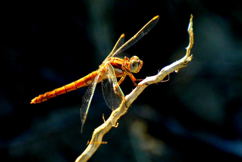 Aeshna cyanea, dubbio ID