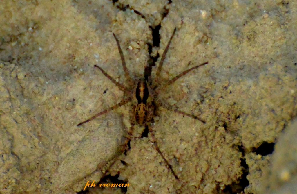 E'' un Salticidae?  No, Lycosidae: cfr. Pardosa sp. - Piacenza