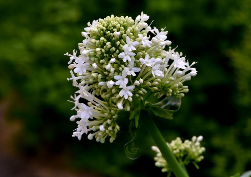 Centranthus ruber  (Caprifoliaceae)