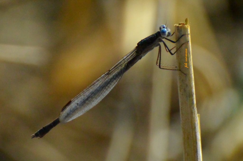 Lestes macrostigma? no, Sympecma fusca