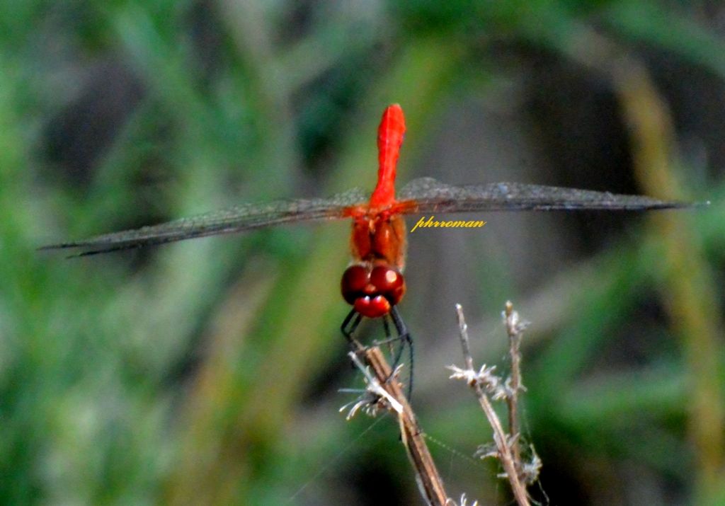 Sympetrum sanguineum