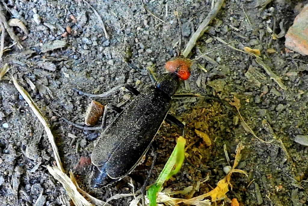 Cerambycidae o cosa? Meloidae: Epicauta rufidorsum