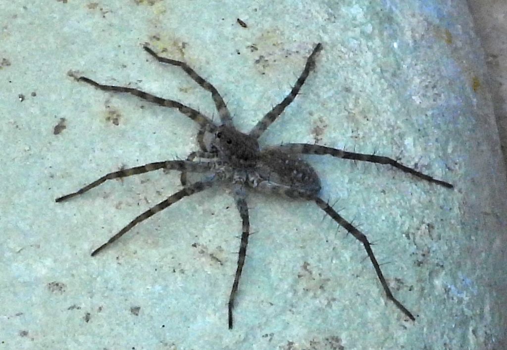 Lycosidae? S, Pardosa wagleri - Piacenza