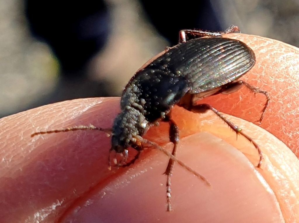 Carabidae:  Calathus fuscipes