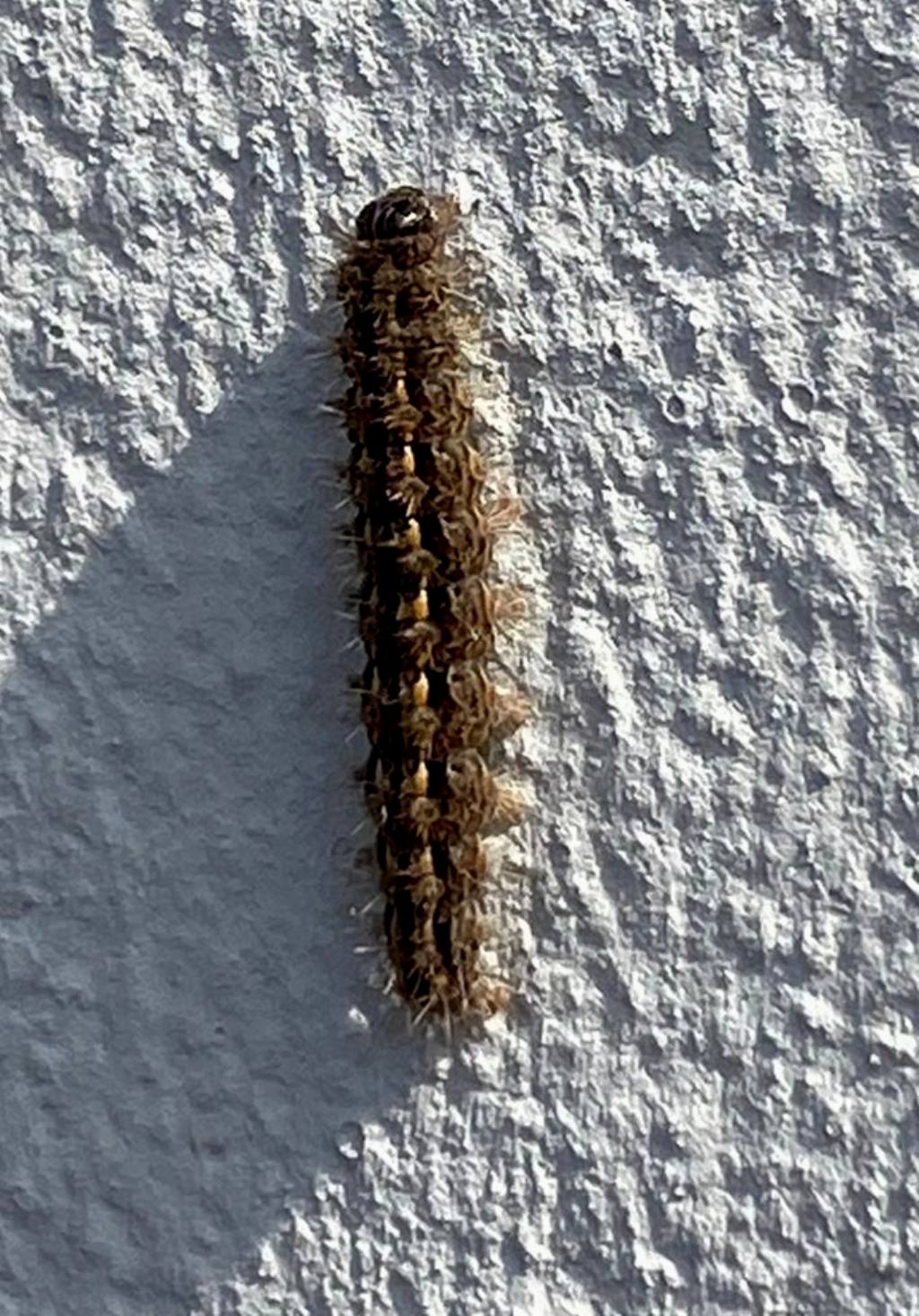 Bruco di Vanessa? No, Eilema complana - Erebidae