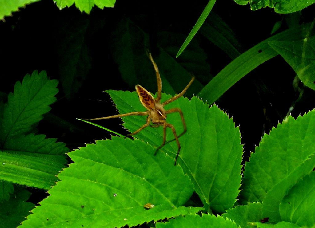 Pisauridae?  Pisaura cfr. mirabilis - prov. PC