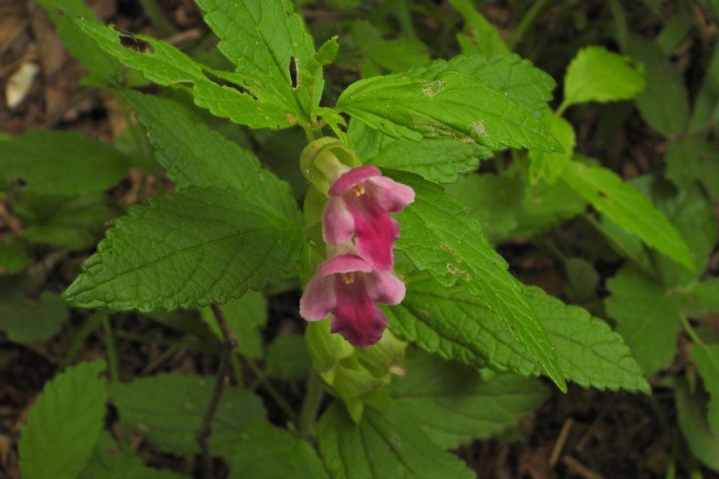 Lamiaceae: Melittis melissophyllum