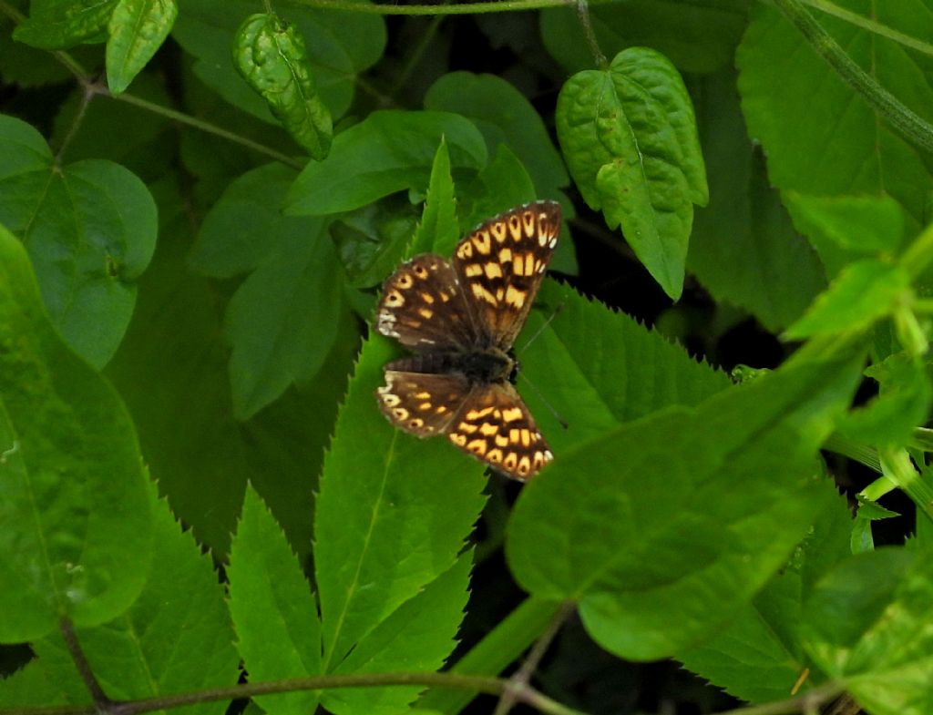 Aiuto ID, Nynphalidae