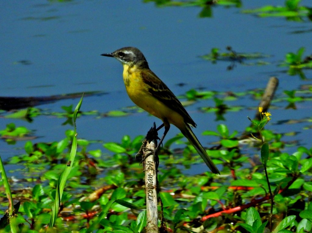 Motacilla flava, cinerocapilla