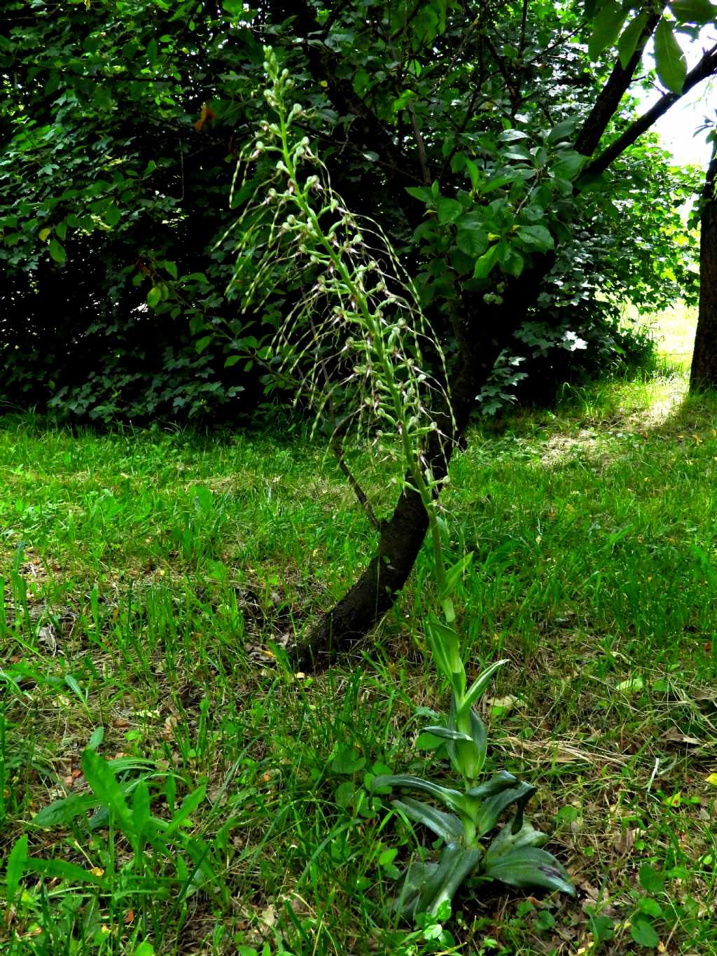 Himantoglossum adriaticum o hircinum?