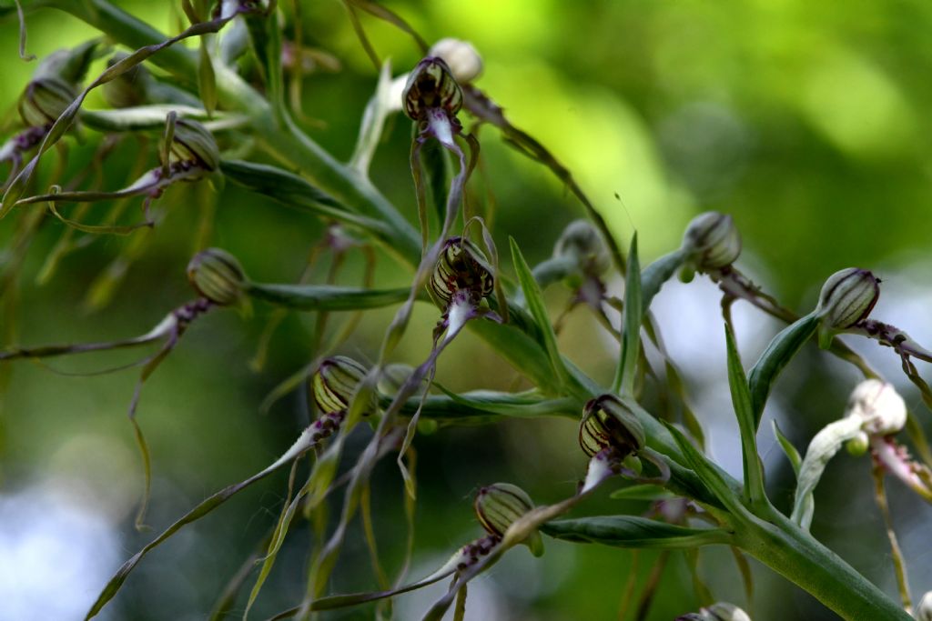 Himantoglossum adriaticum o hircinum?