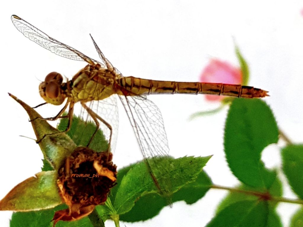 Femmina di Sympetrum striolatum?