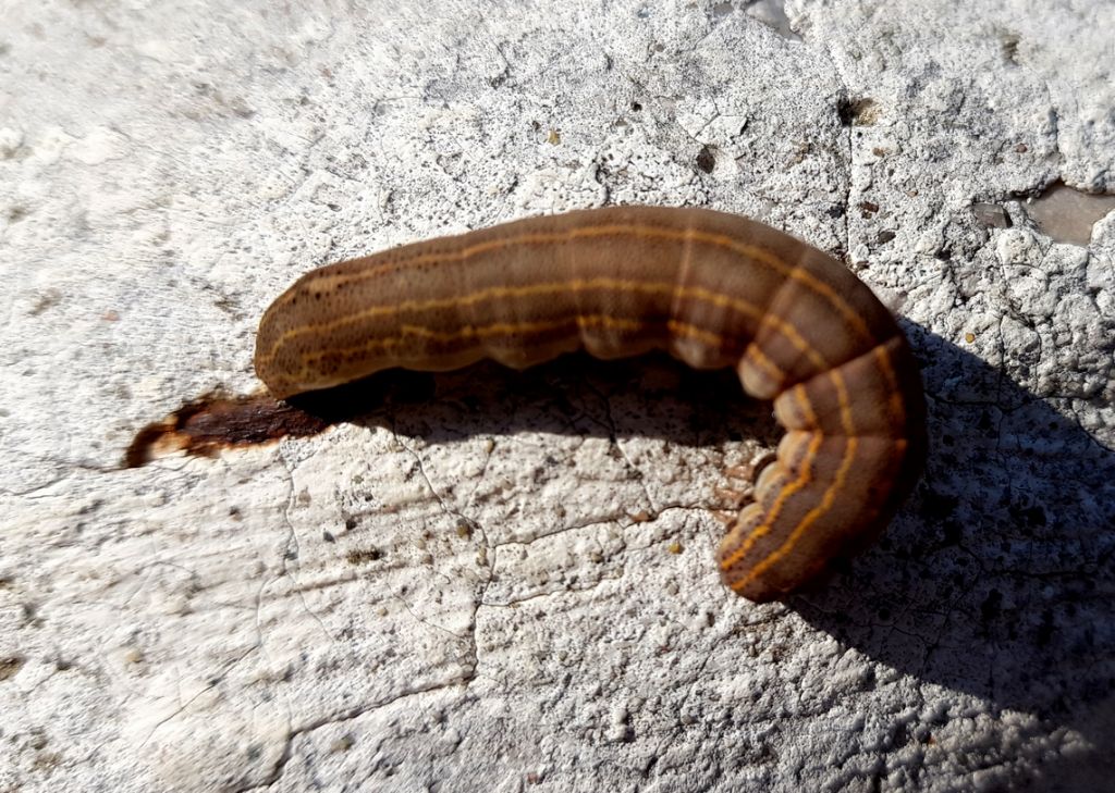 Noctuidae?