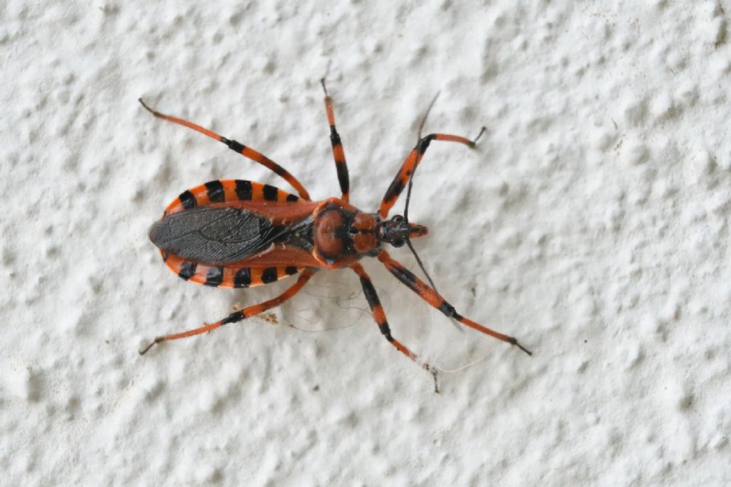 Rhynocoris iracundus?  Rhynocoris gr. iracundus