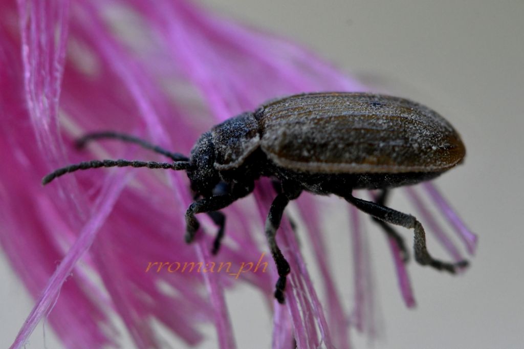 Chrysomelidae: Galeruca sp.