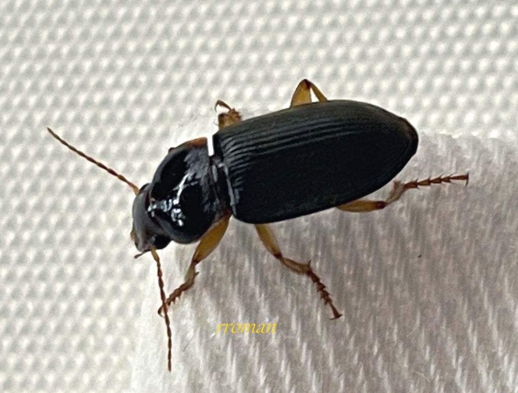Abax parallelepipedus o.......