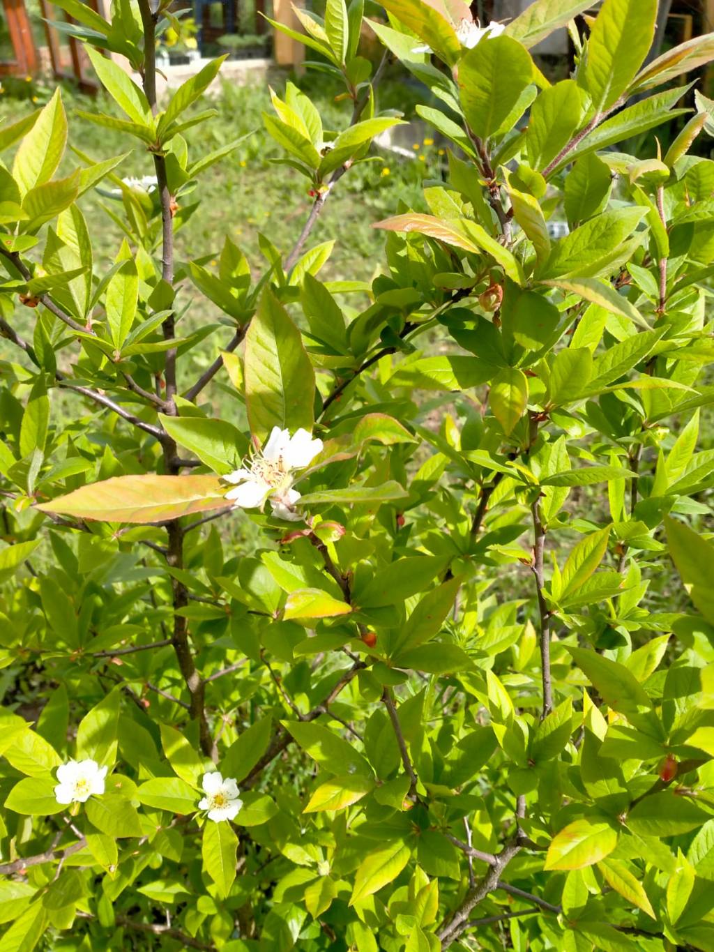 cfr. Mespilus germanica