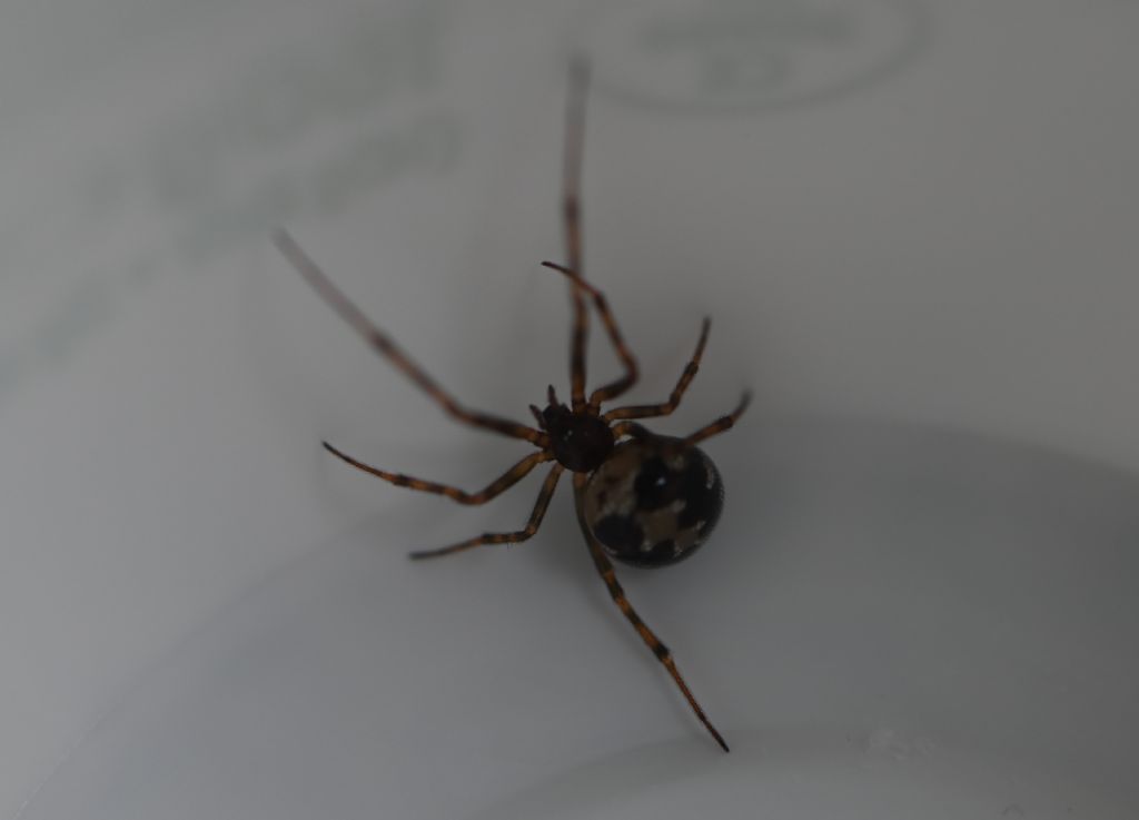 Pardosa sp.? Aiuto ID