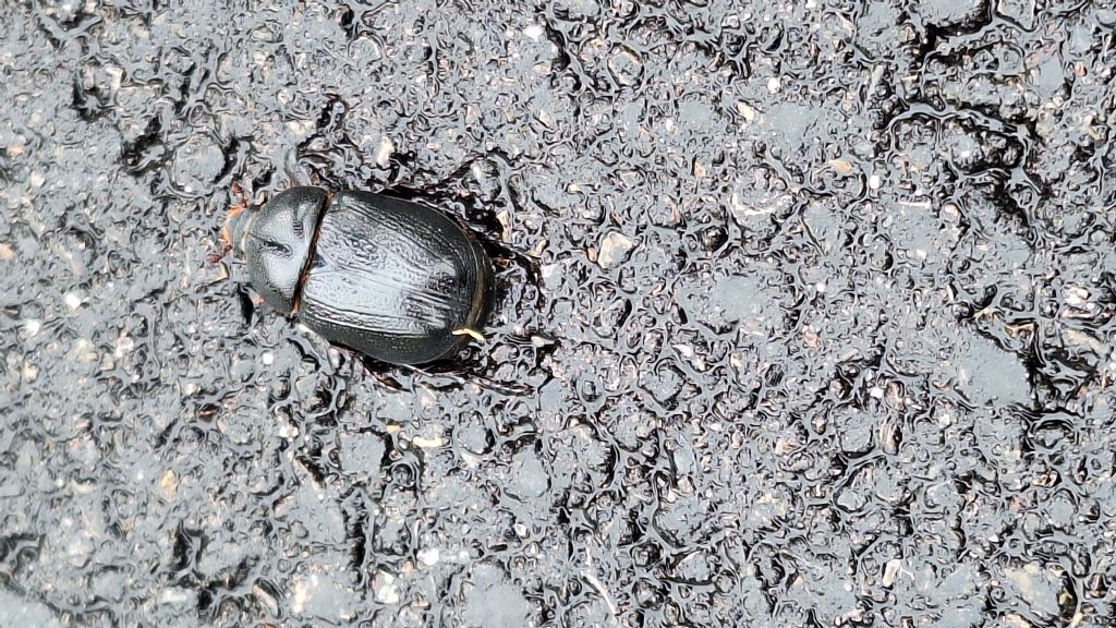 Stercorario, ma quale specie? No, Dynastidae: Pentodon bidens punctatum