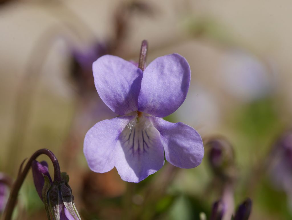 Viola sp.