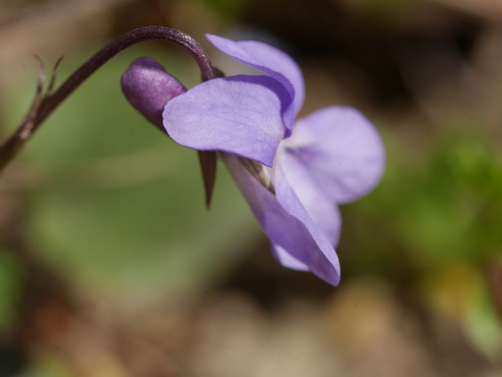 Viola sp.