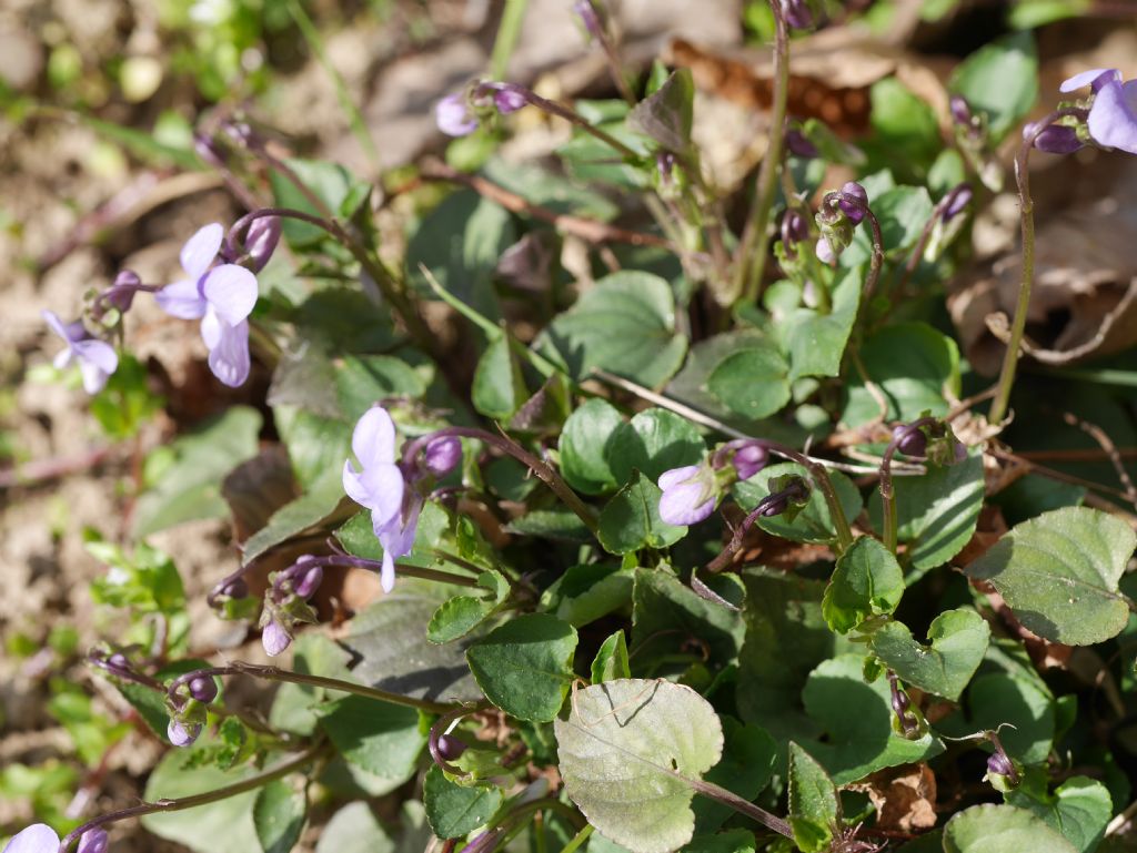 Viola sp.