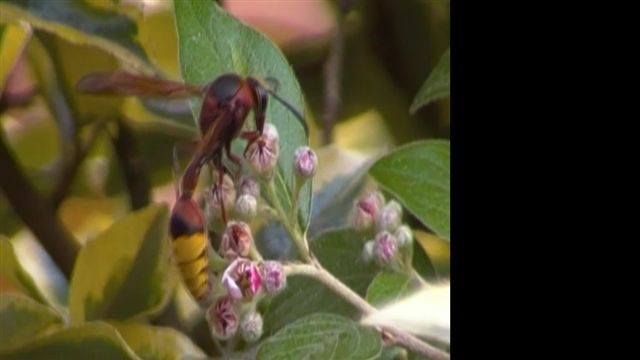 Grossa vespa impollinatrice:  Delta unguiculatum