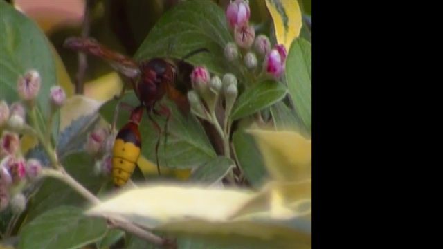 Grossa vespa impollinatrice:  Delta unguiculatum