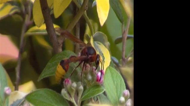 Grossa vespa impollinatrice:  Delta unguiculatum