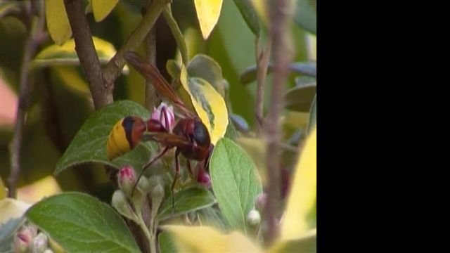 Grossa vespa impollinatrice:  Delta unguiculatum
