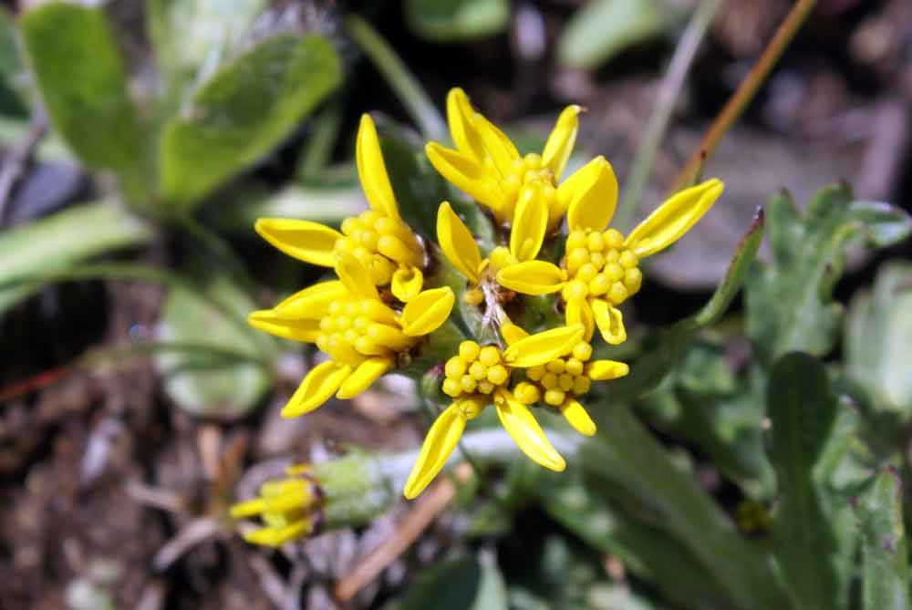 Valpusteria -  Jacobaea incana