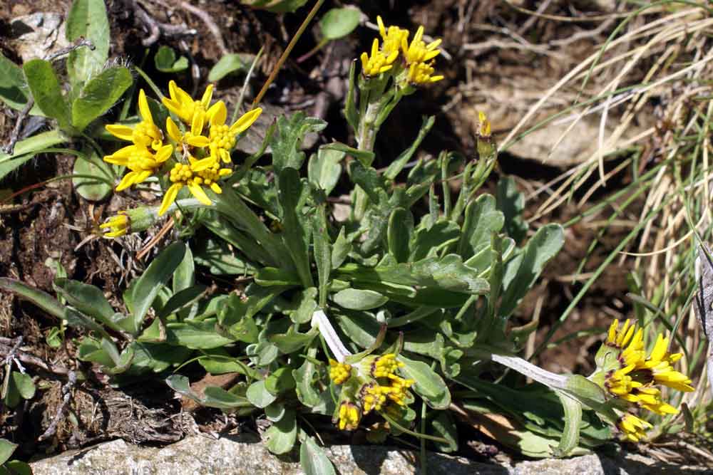 Valpusteria -  Jacobaea incana